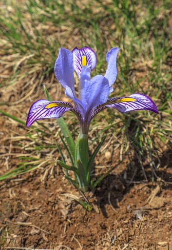 Iridodictyum kolpakowskianum